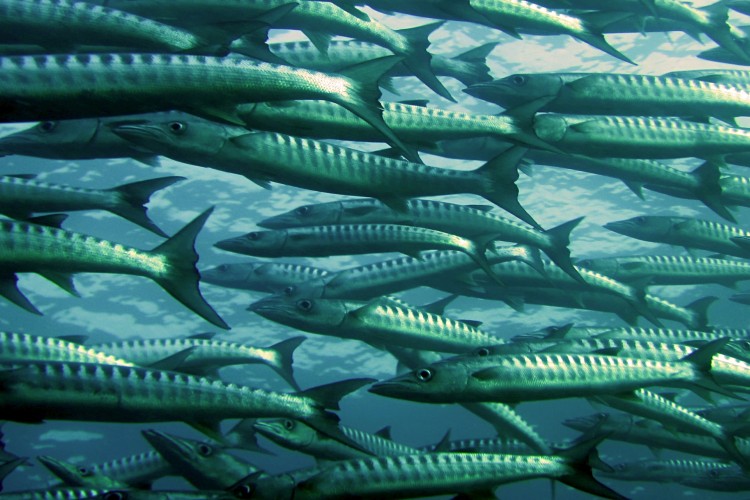 Mikroműanyagot találtak az óceáni halak gyomrában is
