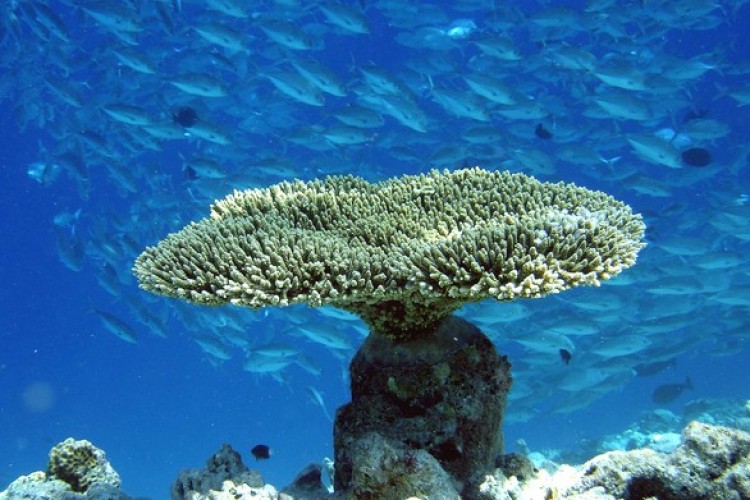 Megfulladhatunk, ha elpusztulnak a korallszigetek