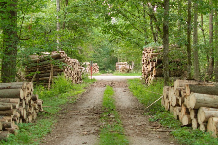 A lengyel kormány leállította a białowieżai erdő kivágását