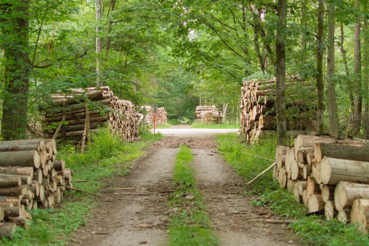 A lengyel kormány leállította a białowieżai erdő kivágását