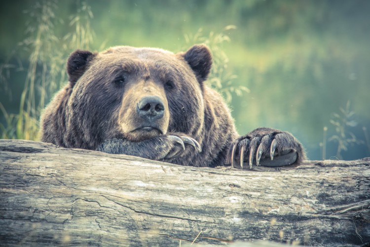 A medve nem játék! Együtt tudunk élni visszatérő nagyragadozóinkkal?