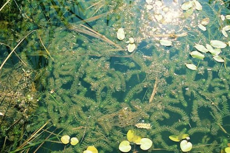 Felgyorsult a Balaton hínárosodása