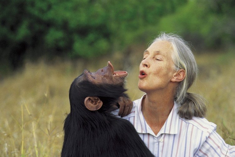 Passzold vissza, tesó! - Jane Goodall kampányával használt mobilokat gyűjtenek be