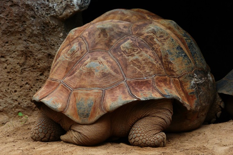 A galápagosi teknősök is szenvednek a műanyag szennytől