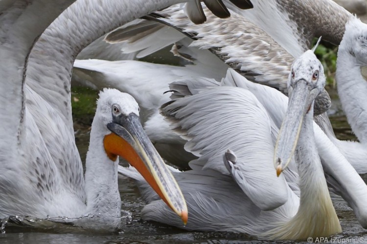 Az összes pelikánt elaltatták a bécsi állatkertben madárinfluenza miatt