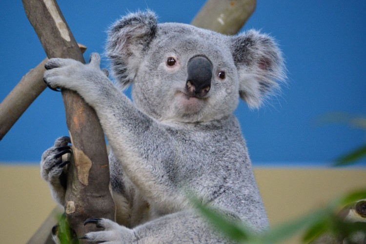 Elaltatták a Fővárosi Állatkert másik koaláját