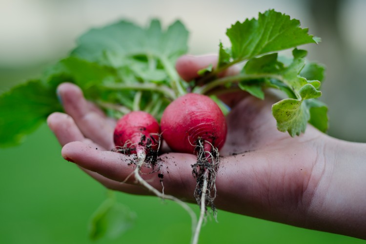 A hobbikertészek kevésbé precízek a vegyszerhasználatnál, mint a profi gazdák