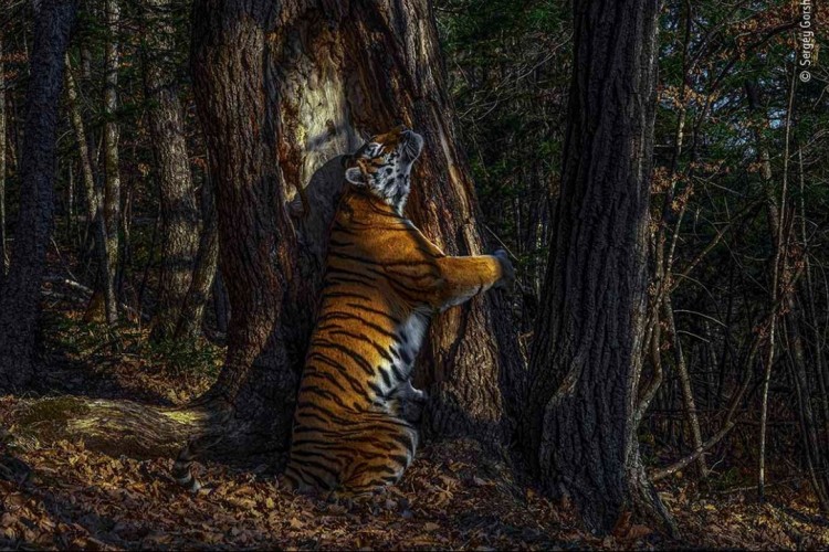 Tigris ölelget egy fát az év angol természetfotóján