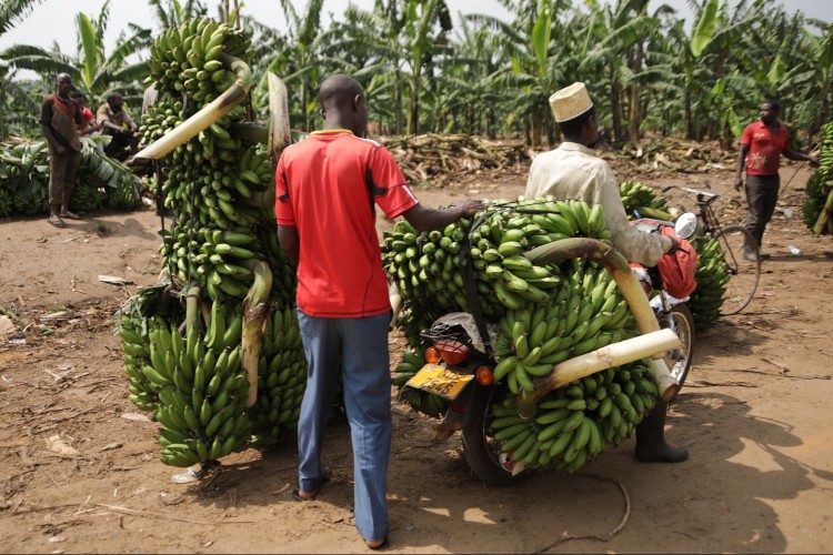 Ha továbbra is terjed egy gombafaj, elsöpörheti a világ banántermelésének 90 százalékát