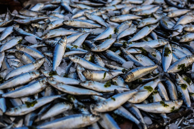Még 30 év és nem lesz hal a tengerekben? - Jelenleg az összes kifogott hal egyharmada állateledelként végzi