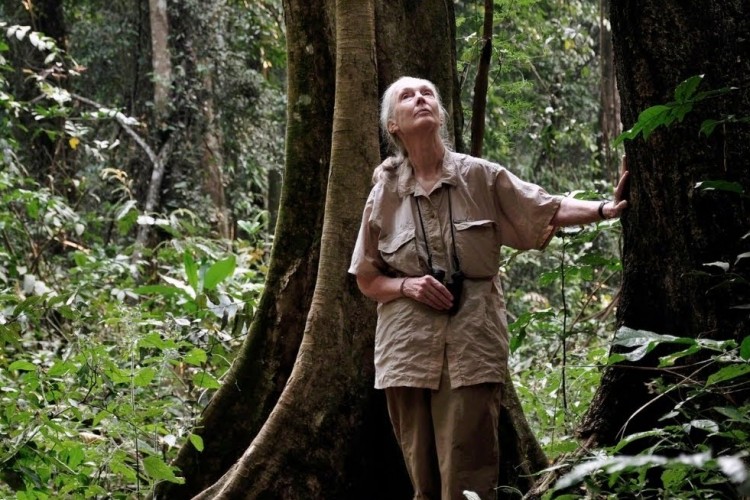Jane Goodall videóüzenetben állt ki a magyar erdők mellett