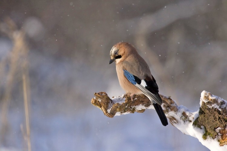 A téli madáretetés öt alapelve