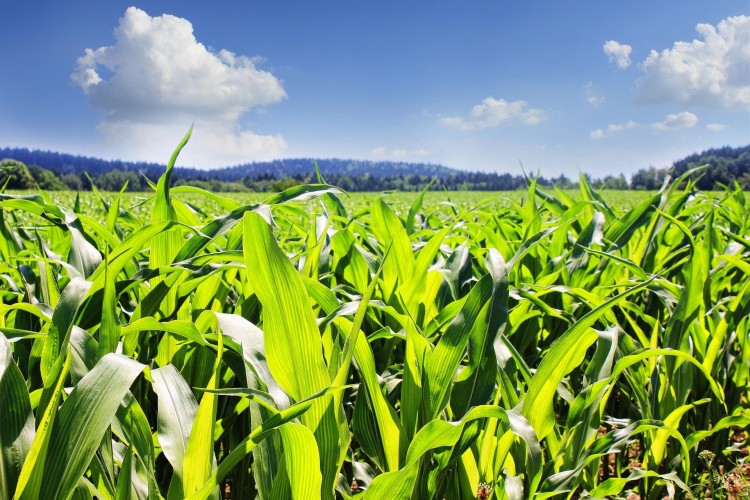 Magyar Bioüzemanyag Szövetség: vigyázat az aflatoxinos kukoricával!