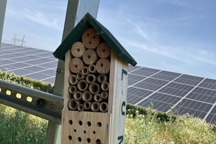 A hírek szerint jót tett a növényvilágnak a szolnoki napelempark