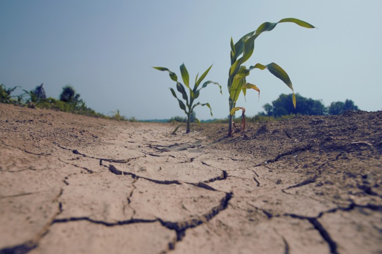 Az extrém időjárás és az aszály következményeire hívja fel a figyelmet Litkai Gergely és a Greenpeace közös híradója