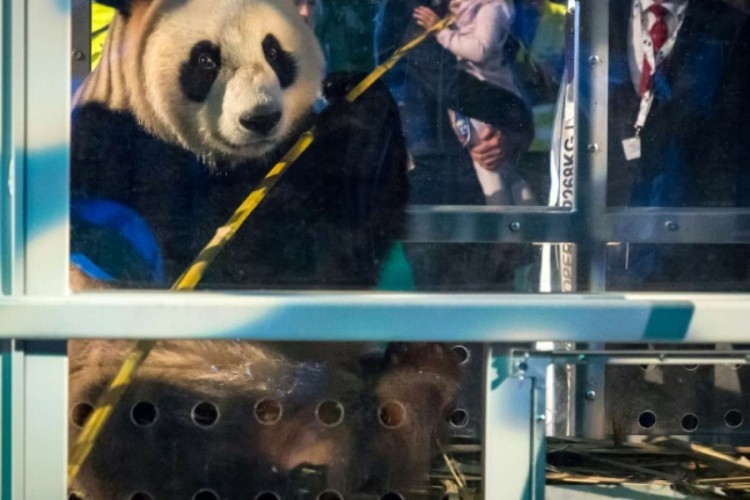 Hatalmas felhajtást csaptak a repülőtéren a pandákat szállító Boeing-gépnek