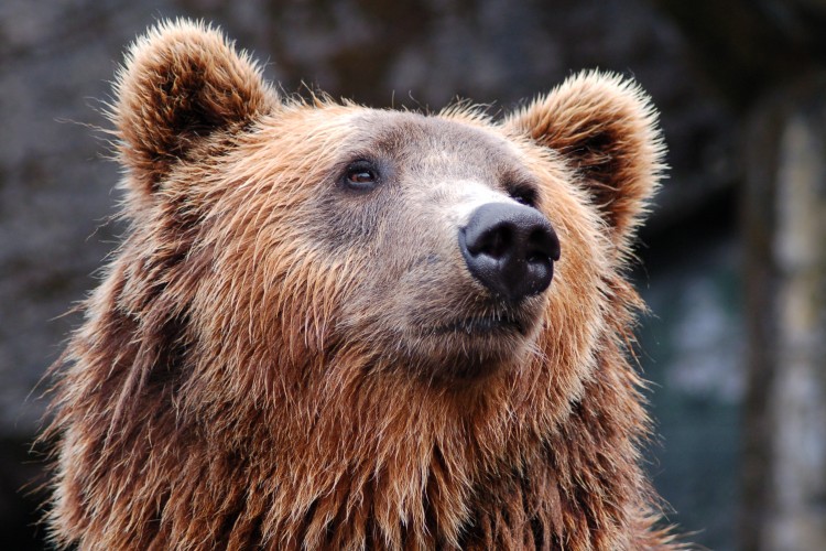 Medve támadt egy kislányra Erdélyben