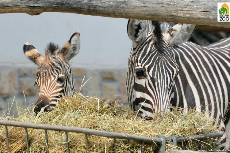 A közönség is láthatja az újszülött zebracsikót a Fővárosi Állatkertben