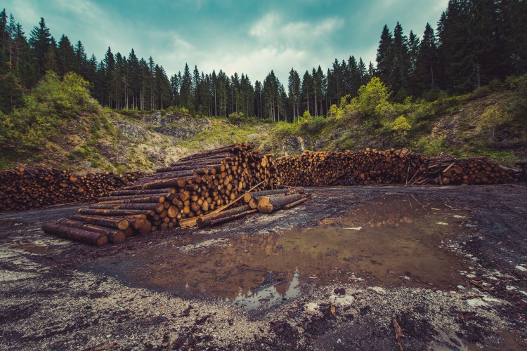 Fajok százezrei pusztulhatnak ki az erdőirtás miatt