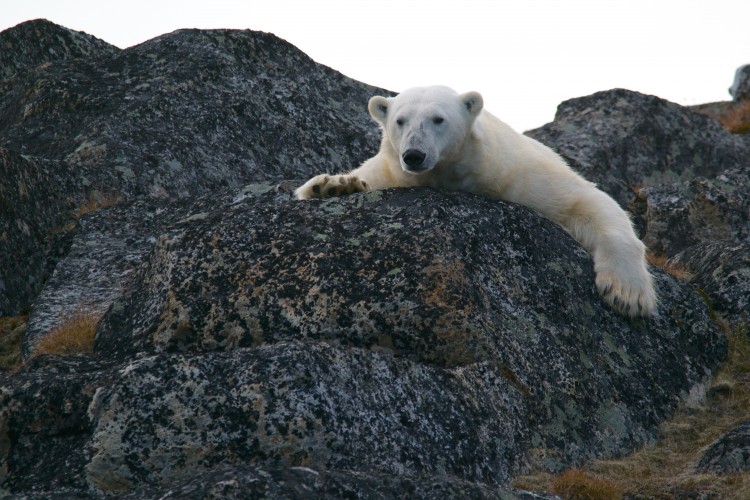 Drámai következménye lehet a jegesmedvék étrendváltásának