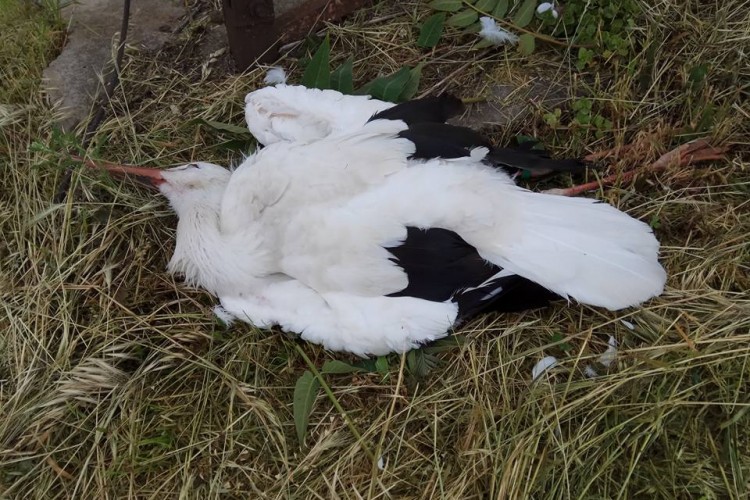 Elavult villanyoszlop miatt halt meg Zokni, a gólya