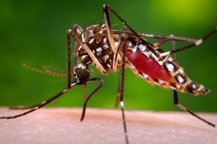 Katasztrófavédelem: csütörtökön kezdődik a központi szúnyoggyérítés