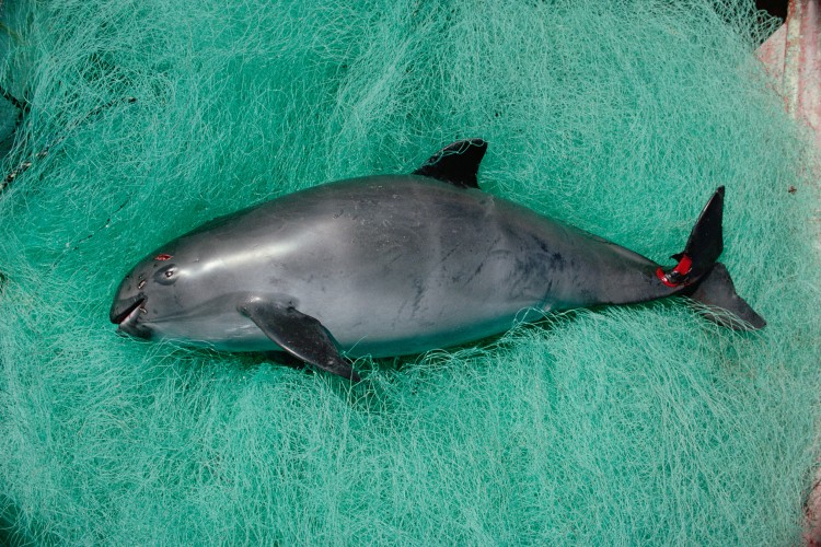 Megmenekült a kihalástól a disznódelfin