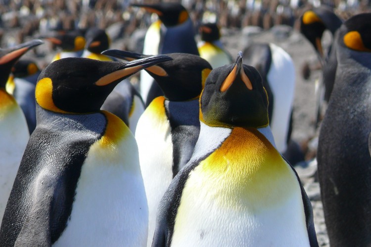 Úgy tűnik, a császárpingvinek nem élik túl a klímaváltozást