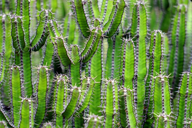 Kaktuszból energia