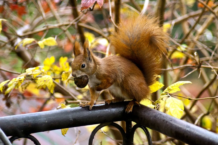 A városban élő mókusok kövérebbek és kevésbé stresszesek, mint vidéken élő társaik