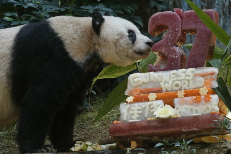 Kimúlt a világ legidősebb pandája