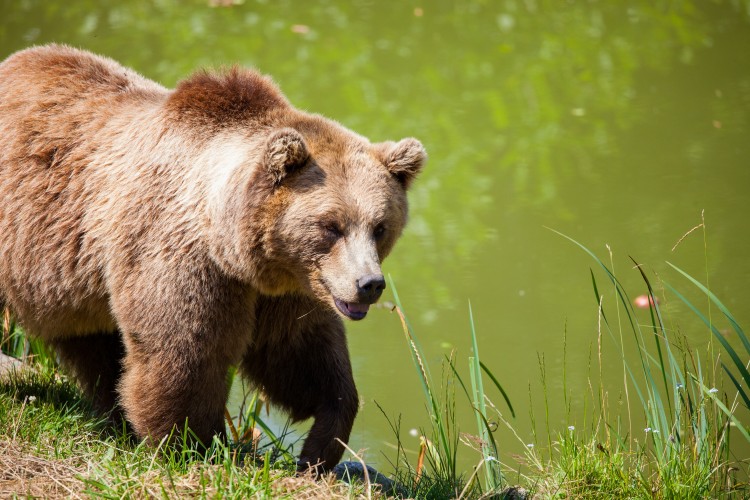 23 veszélyes medve kilövését hagyta jóvá a román környezetvédelmi tárca