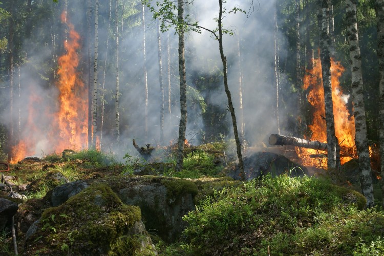 A globális felmelegedés miatt rekordmértékű az erdőpusztulás