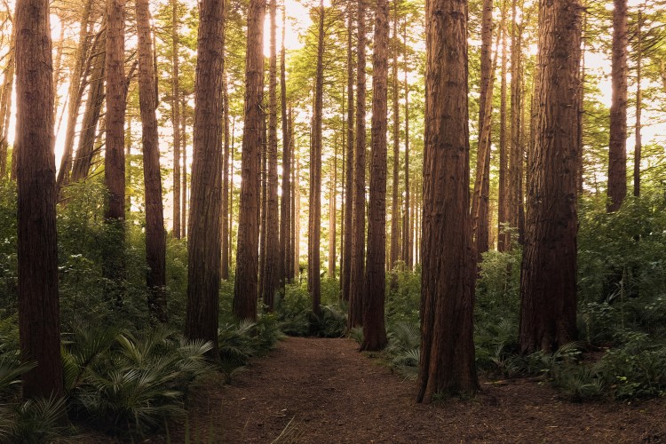 Óriási erdőtelepítéssel válnak karbonsemlegessé az országok