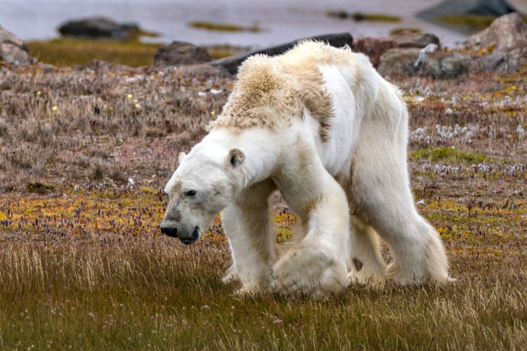 Kamerák előtt vívta haláltusáját egy jegesmedve