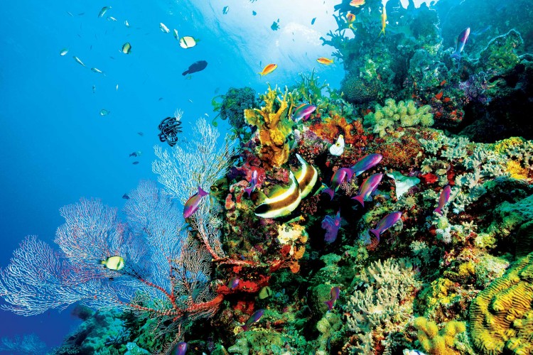 Hatvanmillió dollárt fordítanak a Nagy-korallzátony megmentésére