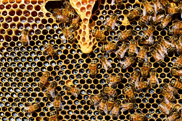 Az európai méhfajták felét a kipusztulás fenyegeti